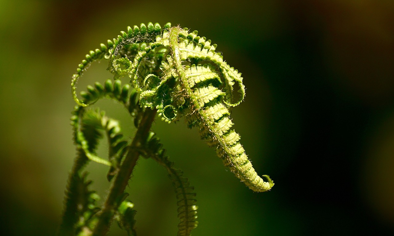 揭秘洛克王国的神秘生物——八爪蜘蛛，深邃森林中的暗夜猎手