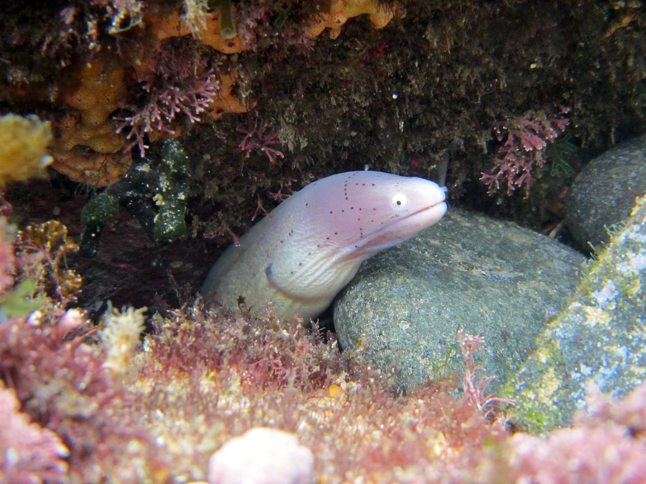 探索未知的深海奇观揭秘安康鱼，神秘海底生物的生存哲学